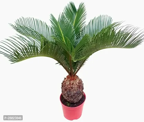 Baishnab  Cycas Revoluta Plant Live Plant CF531 C-thumb0