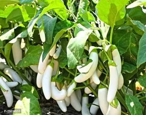 Baishnab brianja white seedM Brinjal White Long13530PIECE