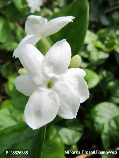 Baishnab  jq231 Jasmine Plant