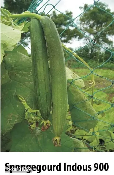 Baishnab Dhundhl Seed 100 PsIndo Us 900 F1 Hy.Sponge gourd 100 seeds per ppacket100PIECE-thumb0