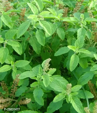 Baishnab  Holy Basil Plant T0012 Tulsi Plant-thumb0