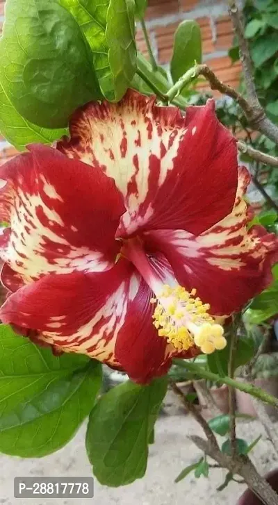 Baishnab  qlj01 Hibiscus Plant