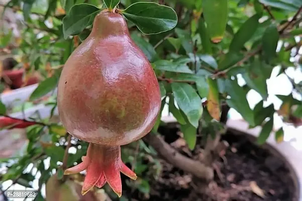 Baishnab  zxcvp01 Pomegranate Plant-thumb0