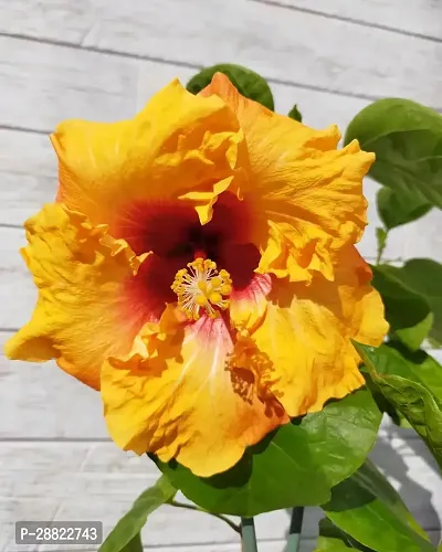 Baishnab  Hibiscus Yellow Live Flower Plant CF3300-thumb0