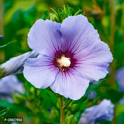 Baishnab  Hibiscus Blue  Red Plant CF059 Hibiscu