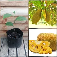 Baishnab Jack Fruit Plant Jackfruit plant-1-thumb2