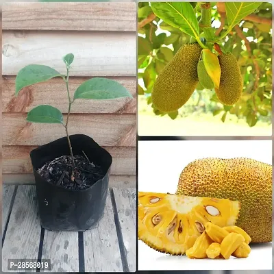 Baishnab Jack Fruit Plant Jackfruit plant-1-thumb3