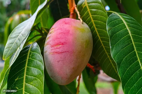 Baishnab  Gulab Khass Live Grafted Mango Plant CF 5-thumb0