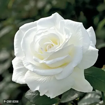 Baishnab  DLWhiteROSE Rose Plant-thumb0