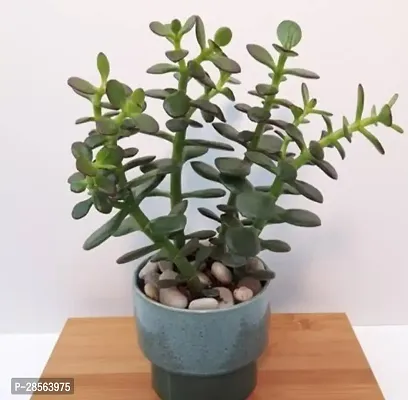 Baishnab Jade Plant Healthy Jade Plant With Pot Indoor and Outdoor-thumb0