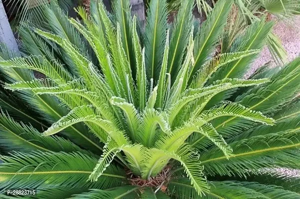 Baishnab  Cycas Revoluta Plant Live Plant CF101 C