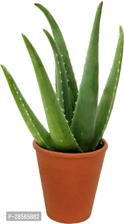 Baishnab Aloe Vera Plant SWEET ALOEVERA-thumb0