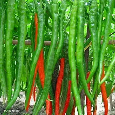 Baishnab Seed 15per packet XQ203 XX 151 Hybrid Green Chilli Seeds15PIECE-thumb0