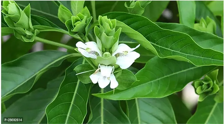 Baishnab ZZ Plant Gardens Rare Justicia adhatoda (Malabar Nut) - Medicinal Plant : AdalodakamAdosaAdulsaAduraspeeAdusogaeAdathodaiBhekkar 1 Healthy Live Plant With Plastic Bag