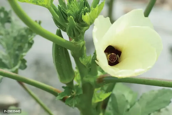 Baishnab Seed 500per packet XF280500 Green Okra 2984500PIECE