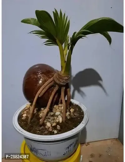 Baishnab  TCC11 Coconut Plant-thumb0