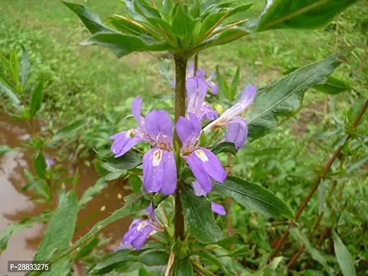 Baishnab kulekhara plant mc fjKulekhara Plant1PIECE