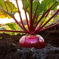 Baishnab Beetroot seed 50 per packet   rbPremium Vegetable Beetroot Seeds Op   Sow and Grow Fresh Healthy Seed in Your Garden Perfect for Home   Terrace Gardening High Germination Seeds50PIECE-thumb3