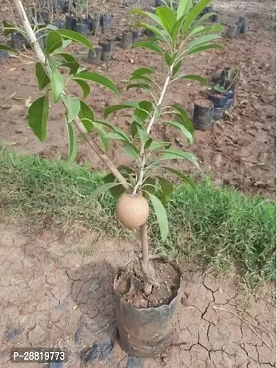 Baishnab  Chiku plant28 Chiku Plant-thumb0