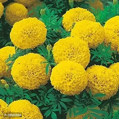 Baishnab Marigold Plant Marigold Plant 019