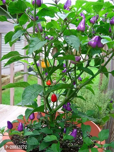 Baishnab chilli seed 20 per packet hhCarolina Reaper Purple Chilli Pepper Exotic Seeds20PIECE