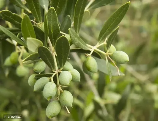 Baishnab  Indian OliveJalpai Live Plant CF013 ZZ