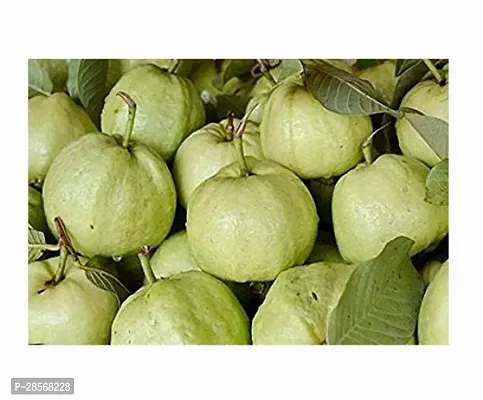 Baishnab Guava Plant Honey_guavas-thumb0