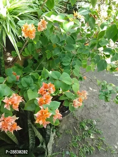 Baishnab  Bougainvillea Plant CF00074 Baugainvill