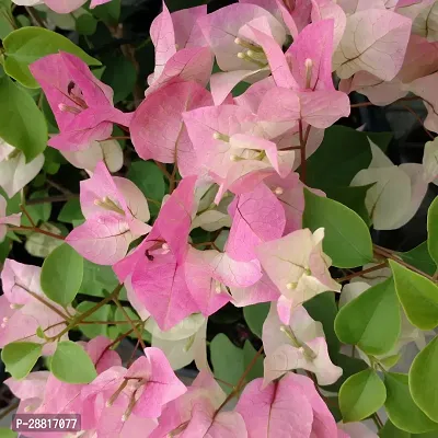 Baishnab  Pink Bougainvillea Plant Bougainvillea Pl