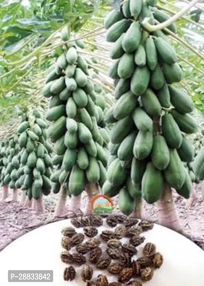 Baishnab P apaya seed 100ps mc dfhpapaya seed 0002100PIECE