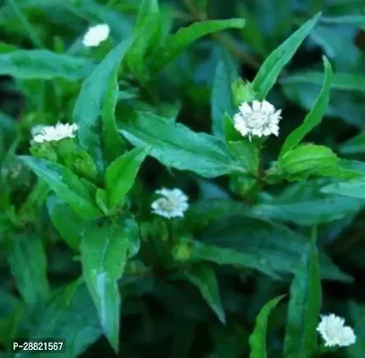 Baishnab  Bhringraj Plant punjabi Bhringraj Plant