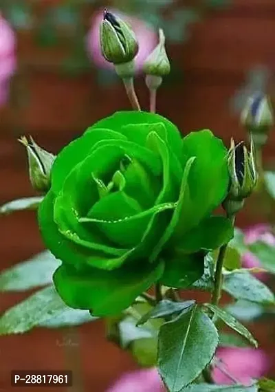 Baishnab  Green Rose Plant 8 Rose Plant-thumb0