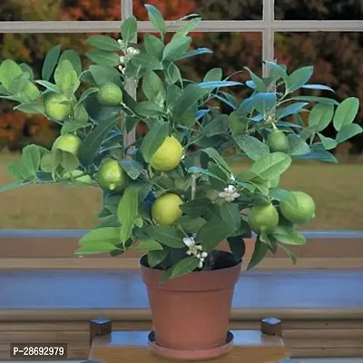 Baishnab Lemon Plant MN-NT-803-thumb0