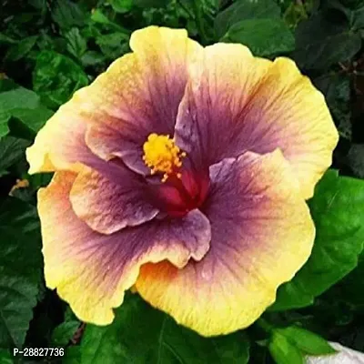 Baishnab  Hibiscus Black  Yellow Plant CF030 Hib