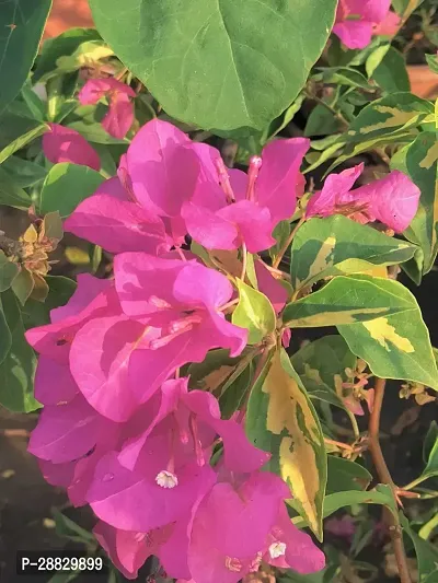 Baishnab  Bougainvillea Plant CF00082 Baugainvill