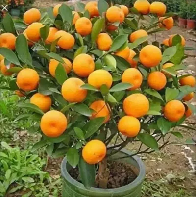 Must Have Fruit Plants For Garden