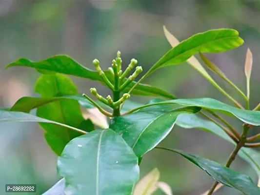 Baishnab Clove Plant RS-Plant_2366