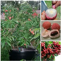 Baishnab Litchi Plant China Litchi Plant-thumb1