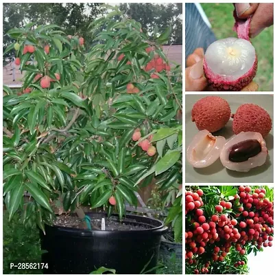 Baishnab Litchi Plant China Litchi Plant-thumb2