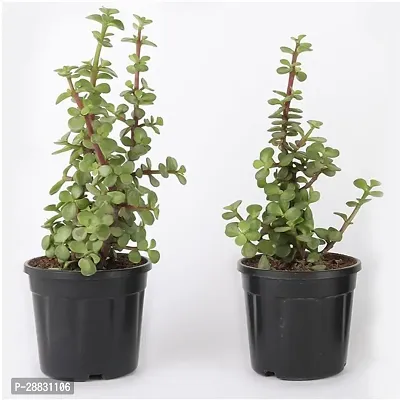 Baishnab  Jade Plants Combo Jade Plant