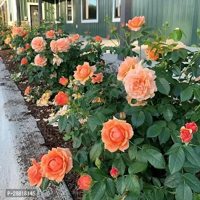 Baishnab  Orange colour Rose flower live plant Rose