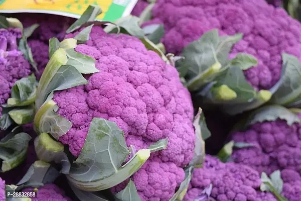 Baishnab Cauliflower seed 375 per packet rbPurple Cauliflower  Phol Gobhi  F1 Hybrid Vegetable Seeds   G4098375PIECE