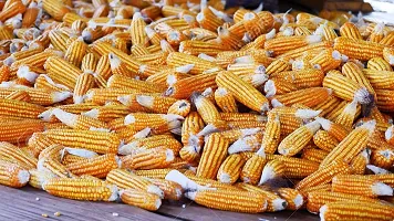 Baishnab Earth Seeds P09Sweet Corn F1 Hybrid Vegetable Seeds50PIECE-thumb2