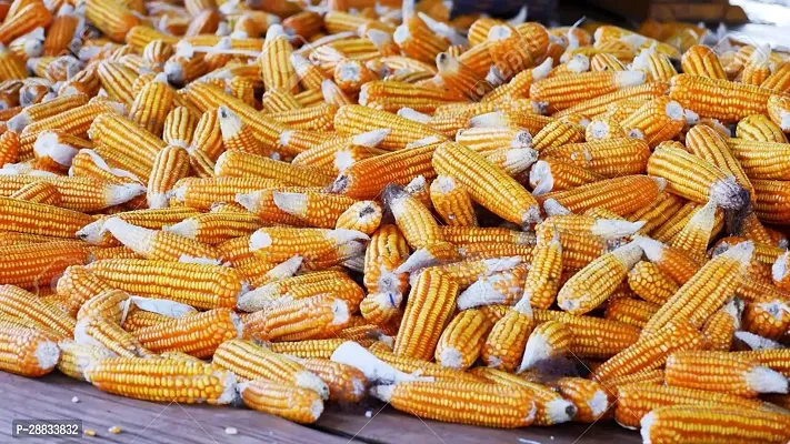 Baishnab Earth Seeds P09Sweet Corn F1 Hybrid Vegetable Seeds50PIECE-thumb3