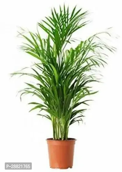 Baishnab  NATURAL PLANT Areca Palm-thumb0