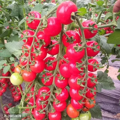 Baishnab Tomato seed 100 per packet Hybrid Red Cherry Tomatoes Seeds50PIECE