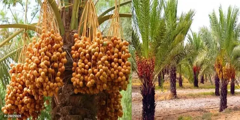 Baishnab  Dry Dates Rudraksha Plant-thumb0