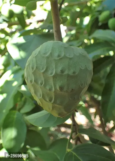 Baishnab Rare Cherimoya Fruit Exotic Seedling Live Plant PLANT-CHERIMOYA2-thumb0