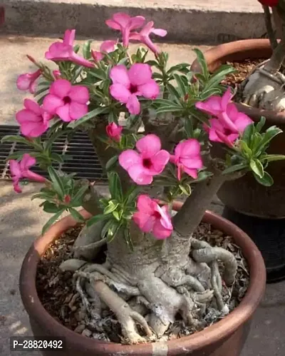 Baishnab  Swazicum Adenium Plant Adenium Plant-thumb0