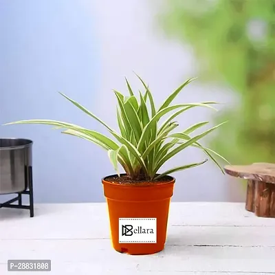 Baishnab  Non  toxic Spider Plant-thumb0